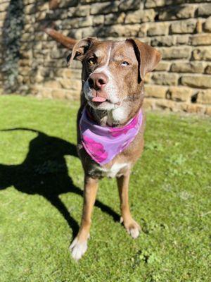 Bandanas are included with grooming services, how cute!