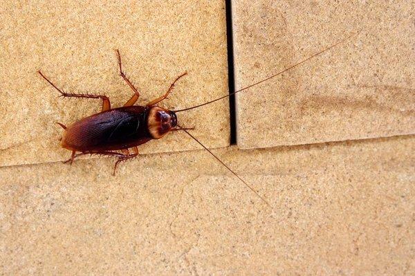 Roaches can stay pregnant forever as well as their eggs, call today..