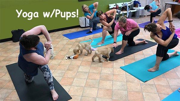 Yoga with Puppies in our Branford Party Room!