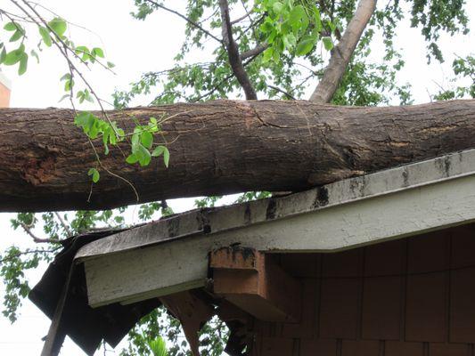 Fallen tree on a house