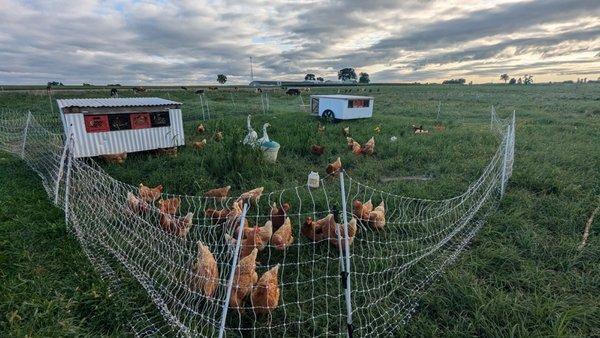 Chickens on the farm