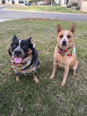 Zeke and Zoey post grooming