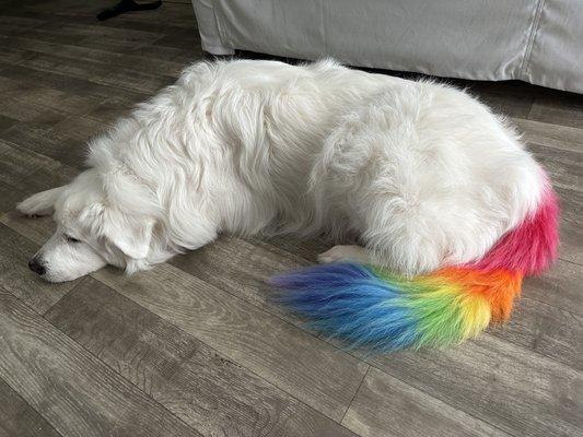 Sadie, a female Great Pyrenees dog. Her tail has been dyed rainbow