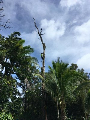 Ohia removal