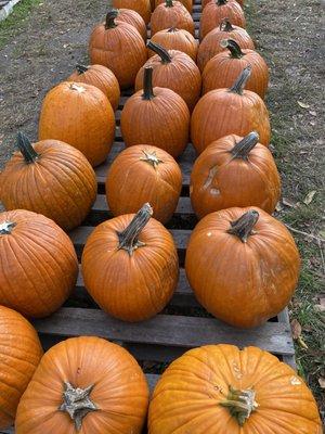 Ward's Farm Pumpkin Patch