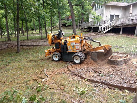 Grinding a large red oak stump.