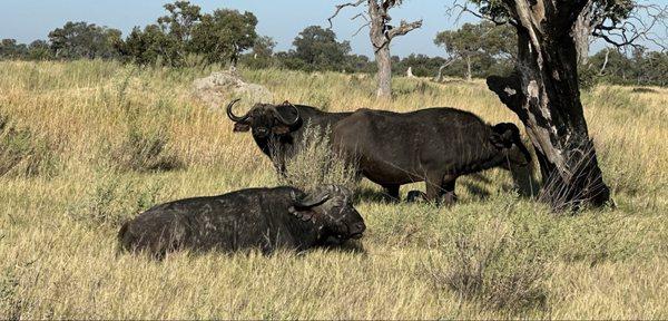 African Buffalo