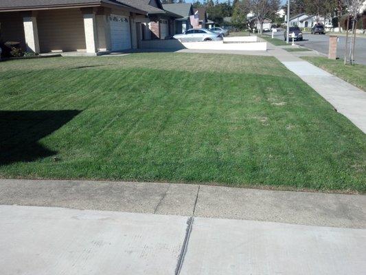 Our customer's lawn is in the foreground...we're trying to get the neighbor to start our service...