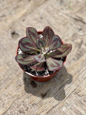 Painted Echeveria