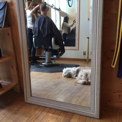 Barbershop pup!