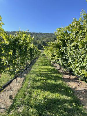 Walking through the vineyard