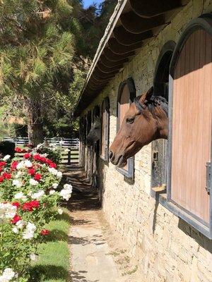 Horse and Roses