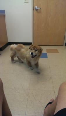 Bear saying his friendly goodbyes to everyone at vets