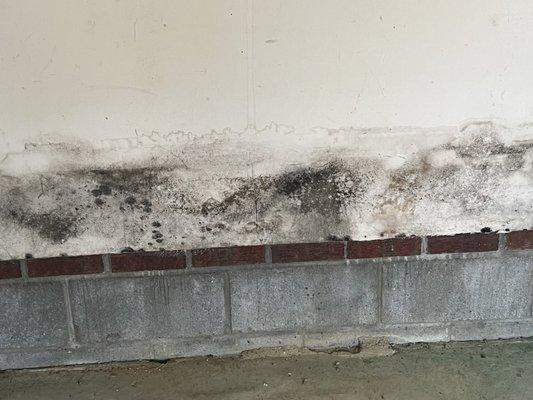 Mold in garage