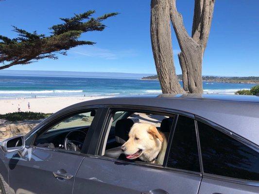 Toby in my Acura