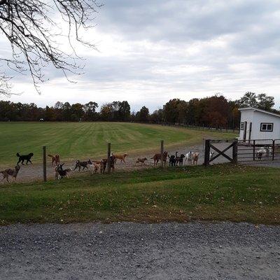 Pet Camp Dog Area.