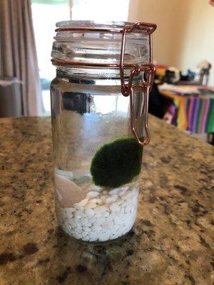 Moss ball terrarium with a rose quartz crystal