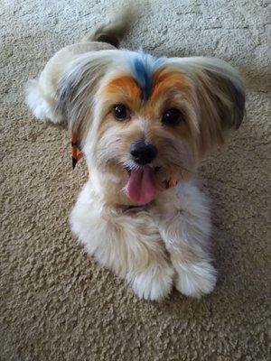 Atlas sporting his Halloween colors from Punky Pets Pawlor