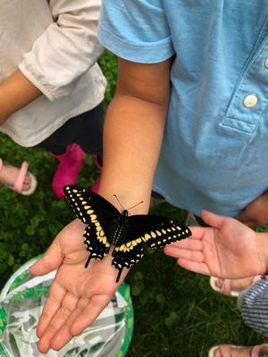 The children releasing the first Eastern Black Swallowtail Butterflies from the garden.