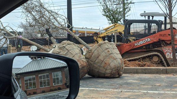 Trees being planted