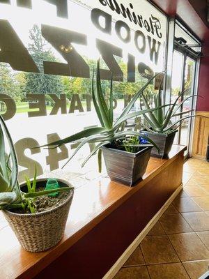 Aloe plants in the window