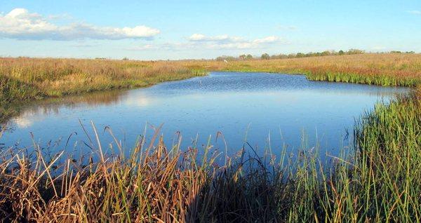 Wetland at Deer Grove East.