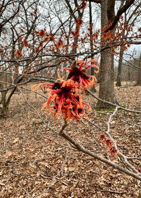 Witch Hazel