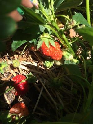 Fresh Strawberries off the vine!