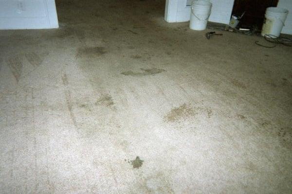 American carpet cleaners removed these pet spots! This is the before cleaning picture...