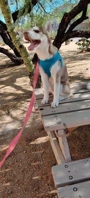 "Stormy" enjoying the weather while waiting for her puppy vaccination appt