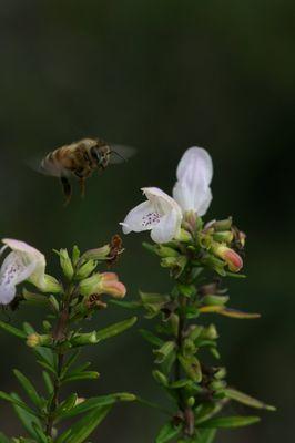 All Native Garden Center