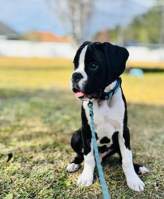 14 week old boxer puppy