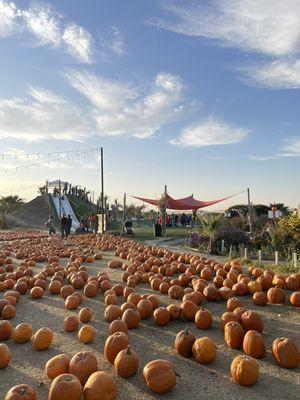 Pumpkin patch