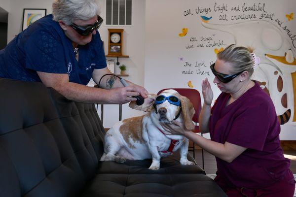 Therapy laser treatment to treat a ear hematoma. Patients can sit on a couch rather than an exam table