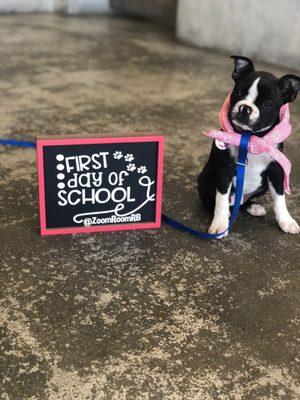 Ducati on her 1st day of Puppy Preschool