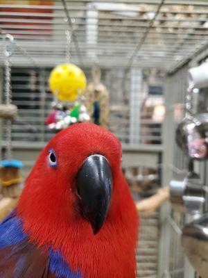 Eclectus require a unique and expensive diet that provides fresh fleshy fruit every day with TOPs Dream Mix mixed in.