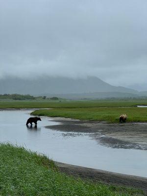 Brown Bear