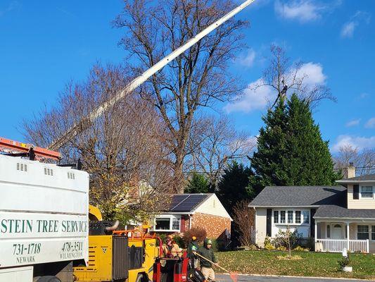 Thanks Bob's Crane for your help on this massive poplar.