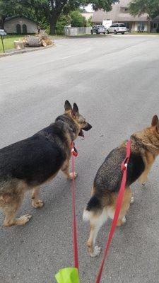 Madison and Carter on our walk !