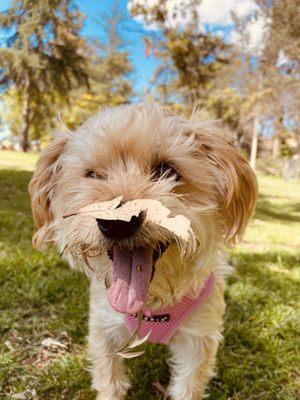 Daisy and leaf