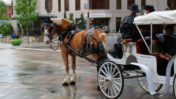 Irish Rose Carriages