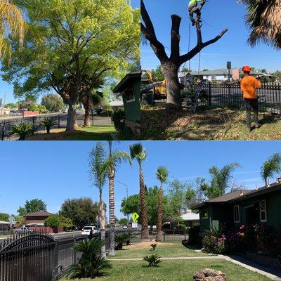 Front yard transformation. Camphor removal + Trimmed Palms!