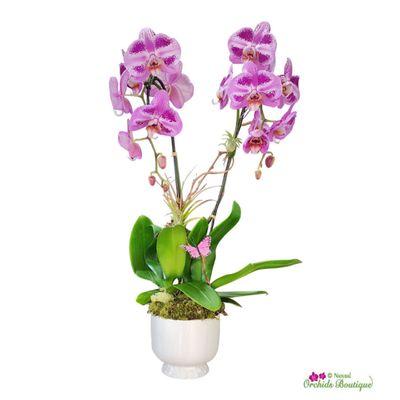 Beautiful Flamingo orchid arrange with airplants and a beautiful butterfly.