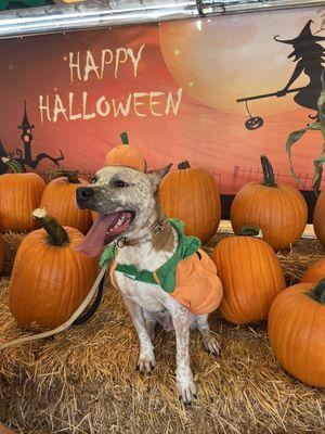 Doggy in front of Happy Halloween wall