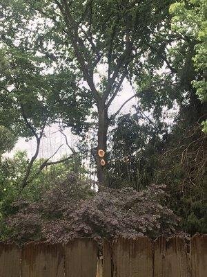 More huge limbs removed. These two were about 50' long each hanging over my fence and Japanese Maple tree. Nothing damaged, great job.