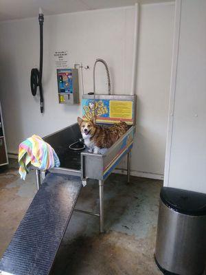 Here's our Mascot Murphy taking a bath at the Double Dogwash.