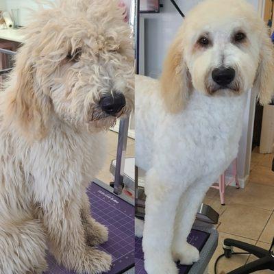 From scruffy to fluffy At our grooming spot!