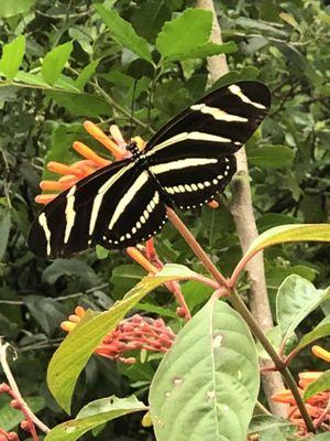 A zebra longwing finally posed for me!