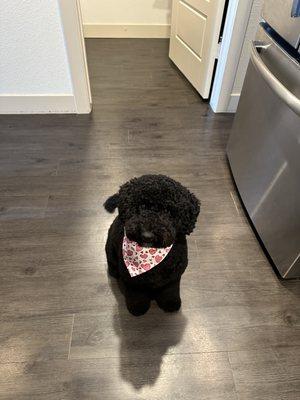 Groomed labradoodle