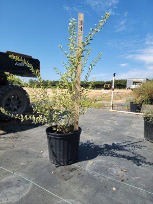 Variegated Privet